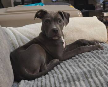 Pit Bull Terrier Dogs Available for Adoption in Oxford, Michigan - Toby | PetCurious