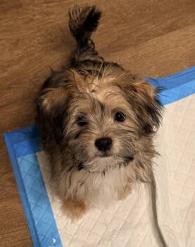 RIVER -  Yorkshire Terrier and Bichon Frise Dog for Adoption in Cincinnati, Ohio - RIVER | PetCurious