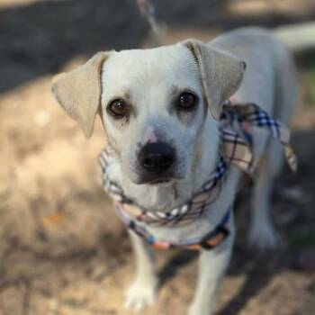 Chihuahua and Dachshund Dogs Available for Adoption - Maia | PetCurious