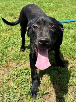 MARCUS -  Labrador Retriever and Mixed Breed Dog for Adoption in York, South Carolina - MARCUS | PetCurious