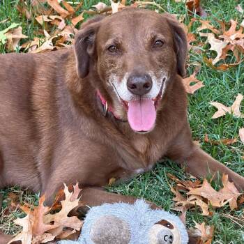Lady -  Chocolate Labrador Retriever Dog for Adoption in Tunica, Mississippi - Lady | PetCurious