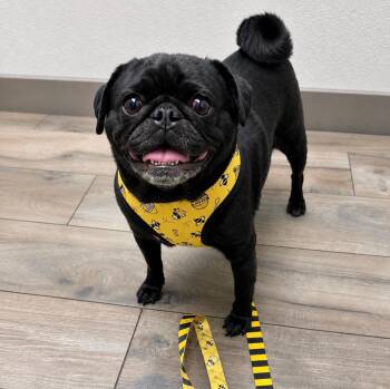 Betty -  Pug Dog for Adoption in Seattle, Washington - Betty | PetCurious