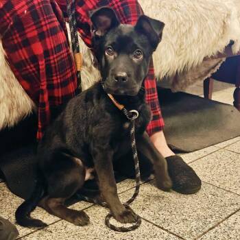 Blackjack -  Mixed Breed Dog for Adoption in San Francisco, California - Blackjack | PetCurious