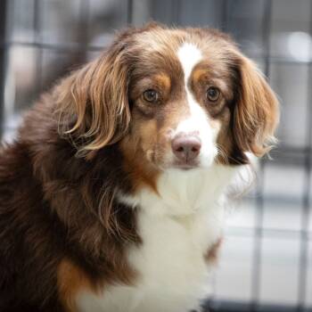 Rescue Australian Shepherd Dogs for Adoption in Peyton, Colorado - Coco (S25-03) | PetCurious