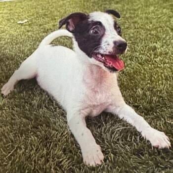 Jack Russell Terrier and Chihuahua Dogs Available for Adoption in San Antonio, Texas - Mike | PetCurious