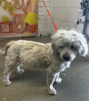 CHACHO -  Maltese and Mixed Breed Dog for Adoption in San Bernardino, California - CHACHO | PetCurious