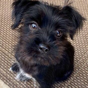 Maya -*Available 7/11*Chino Hills Location -  Terrier and Mixed Breed Dog for Adoption in Chino Hills, California - Maya -*Available 7/11*Chino Hills Location | PetCurious