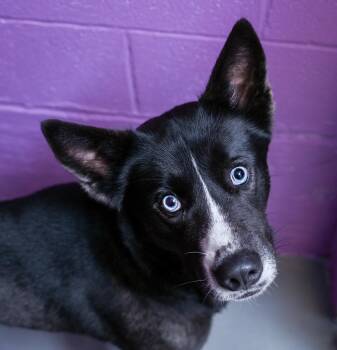 Maxx -  Husky Dog for Adoption in Chattanooga, Tennessee - Maxx | PetCurious