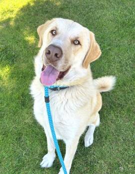 Anatolian Shepherd and Akbash Dogs Available for Adoption in Sacramento, California - YETI | PetCurious