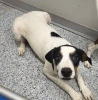 Widget -  Mixed Breed Dog for Adoption in West Chester, Pennsylvania - Widget | PetCurious