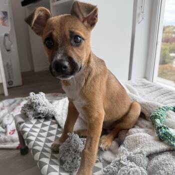 Rescue Terrier Dogs for Adoption in Penryn, California - Tiberon | PetCurious