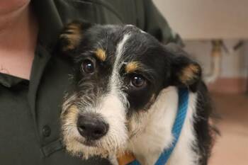 TRIX -  Mixed Breed Dog for Adoption in Columbia, South Carolina - TRIX | PetCurious