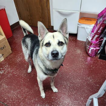 Rescue Husky Dogs for Adoption in Fargo, North Dakota - Crypt | PetCurious