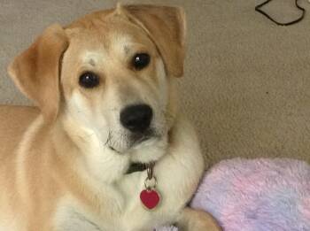 Yellow Labrador Retriever and Great Pyrenees Dogs Available for Adoption in Indianapolis, Indiana - Penny (Foster Or Foster-To-Adopt Needed) | PetCurious
