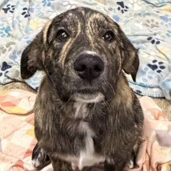 Great Pyrenees Dogs Available for Adoption - Juggienaut | PetCurious