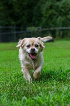 Luna -  Cocker Spaniel and Pug Dog for Adoption in Plymouth, Connecticut - Luna | PetCurious