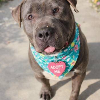 Mixed Breed Dogs Available for Adoption - Ink | PetCurious