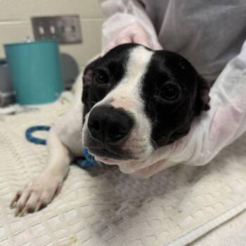 Tang -  Mixed Breed Dog for Adoption in Asheville, North Carolina - Tang | PetCurious