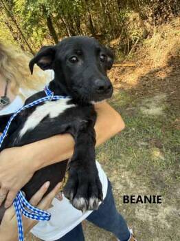 Beanie -  Basset Hound and Labrador Retriever Dog for Adoption in Washington, Georgia - Beanie | PetCurious