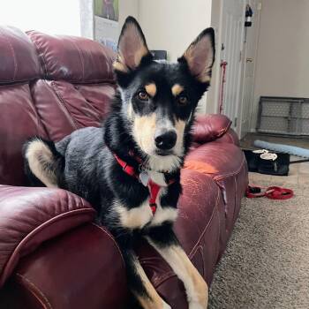 German Shepherd Dog Dogs Available for Adoption - Obi | PetCurious