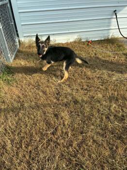 Jesse -  German Shepherd Dog Dog for Adoption in Greeneville, Tennessee - Jesse | PetCurious