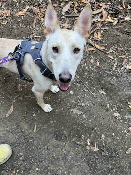 Rescue Labrador Retriever and Cattle Dog Dogs for Adoption in Sunnyvale, California - Misty | PetCurious