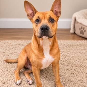FREDDY -  American Staffordshire Terrier Dog for Adoption in Houston, Texas - FREDDY | PetCurious