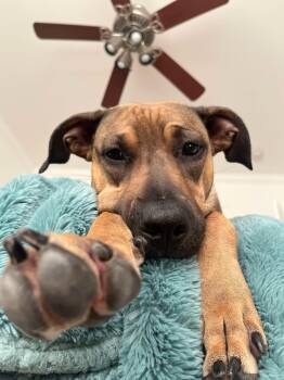 Rescue Shepherd and Mastiff Dogs for Adoption in Gulfport, Mississippi - Hazel | PetCurious