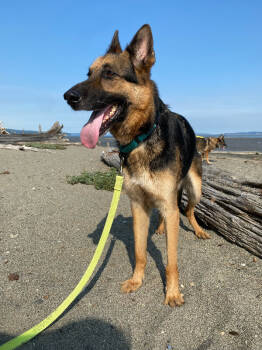 Rescue German Shepherd Dog Dogs for Adoption in Seattle, Washington - Timothy | PetCurious
