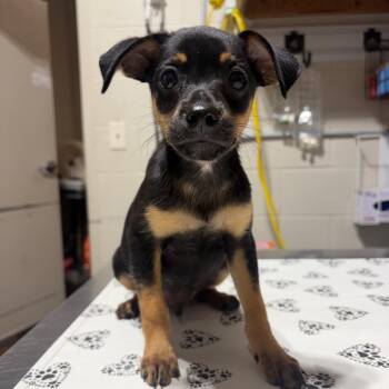 Abdul -  Mixed Breed Dog for Adoption in Milton, Florida - Abdul | PetCurious
