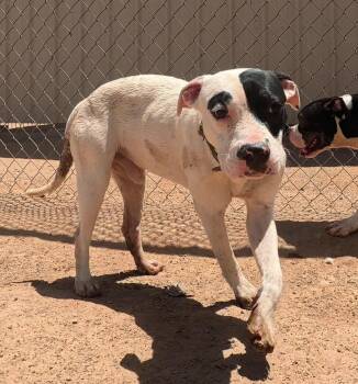 5 male pitty mix young dogs and dad -  Pit Bull Terrier and Boxer Dog for Adoption in San Tan Valley, Arizona - 5 Male Pitty Mix Young Dogs And Dad | PetCurious