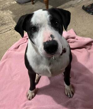 Border Collie and American Staffordshire Terrier Dogs Available for Adoption in Hazlet, New Jersey - Molly | PetCurious