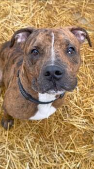 Mixed Breed and Terrier Dogs Available for Adoption - Drew | PetCurious