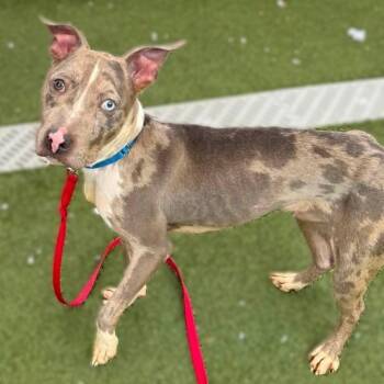 Ocean -  Catahoula Leopard Dog and Mixed Breed Dog for Adoption in New York, New York - Ocean | PetCurious