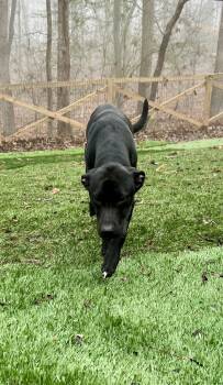 Labrador Retriever Dogs Available for Adoption in Ball Ground, Georgia - Mowgli | PetCurious