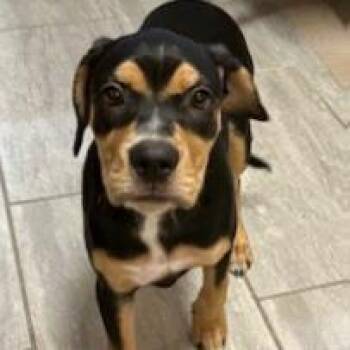 Peeta -  Beagle and Mixed Breed Dog for Adoption in Long Beach, California - Peeta | PetCurious