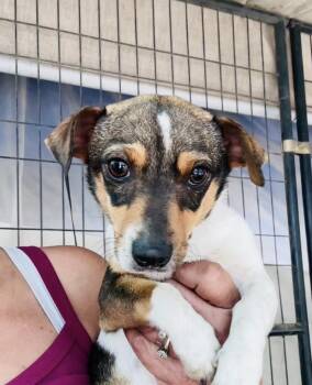 Tiger Lily -  Rat Terrier and Chihuahua Dog Available for Adoption in New York, New York - Tiger Lily | PetCurious