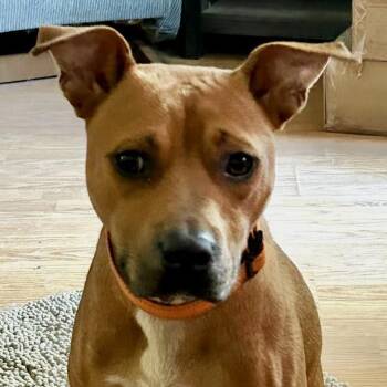 Rudy -  Terrier and Mixed Breed Dog for Adoption in Little Rock, Arkansas - Rudy | PetCurious