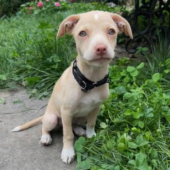 Sakura -  Mixed Breed Dog for Adoption in Baldwin, Maryland - Sakura | PetCurious