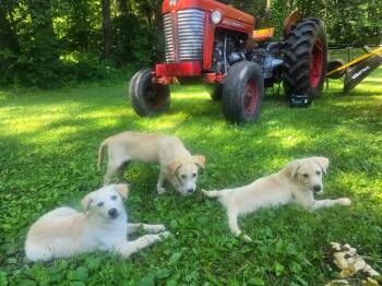 Western -  Golden Retriever Dog for Adoption in Syracuse, Indiana - Western | PetCurious