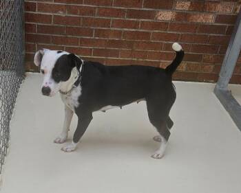 Leonora (Luna) -  Terrier Dog for Adoption in Mocksville, North Carolina - Leonora (Luna) | PetCurious