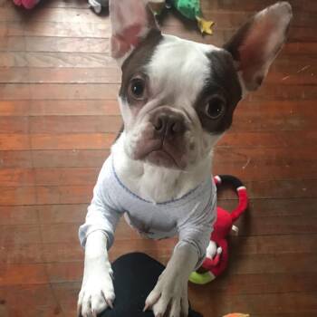 Rescue Boston Terrier Dogs for Adoption in Kaufman, Texas - ACE | PetCurious