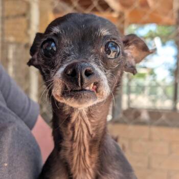 Jennifer Coolidge -  Chihuahua Dog for Adoption in Mountain Center, California - Jennifer Coolidge | PetCurious