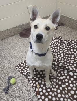 Lola -  Husky and Mixed Breed Dog for Adoption in Westland, Michigan - Lola | PetCurious