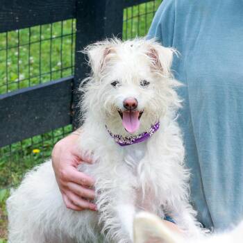 Candy (Female) -  West Highland White Terrier Westie and Terrier Dog for Adoption in West Grove, Pennsylvania - Candy (Female) | PetCurious