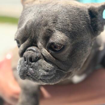 French Bulldog Dogs Available for Adoption in Normal, Illinois - Sue | PetCurious