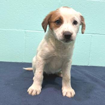 Labrador Retriever Dogs Available for Adoption in Cabot, Arkansas - Trixie Lynn | PetCurious