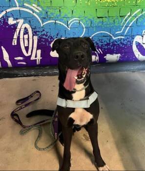 PRINCE -  Labrador Retriever and Mixed Breed Dog for Adoption in Charlotte, North Carolina - PRINCE | PetCurious