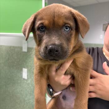 Usher -  Chow Chow and Shepherd Dog for Adoption in Calverton, New York - Usher | PetCurious
