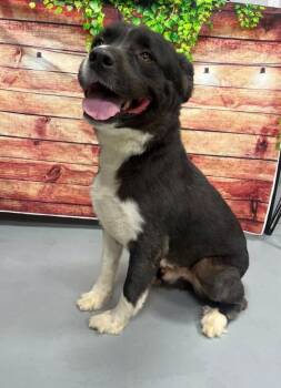 AC-5410 "Oso" -  Newfoundland Dog and Shepherd Dog for Adoption in Conyers, Georgia - AC-5410 "Oso" | PetCurious